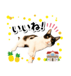 ファニーなニャンズ 2021 卒業にゃんこ1（個別スタンプ：10）