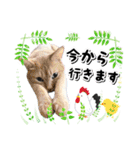 ファニーなニャンズ 2021 卒業にゃんこ1（個別スタンプ：11）