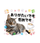 ファニーなニャンズ 2021 卒業にゃんこ1（個別スタンプ：12）