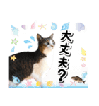 ファニーなニャンズ 2021 卒業にゃんこ1（個別スタンプ：14）