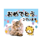 ファニーなニャンズ 2021 卒業にゃんこ1（個別スタンプ：16）