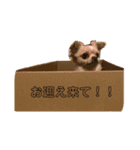 ぽっちゃんは犬②（個別スタンプ：36）