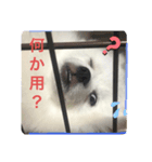 抱っこが大好きな犬テンちゃん（個別スタンプ：3）