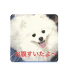 抱っこが大好きな犬テンちゃん（個別スタンプ：4）