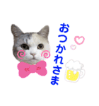 三毛猫とMIX犬の日常スタンプ 文字大きめ（個別スタンプ：2）