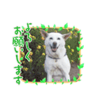 三毛猫とMIX犬の日常スタンプ 文字大きめ（個別スタンプ：4）