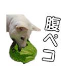 三毛猫とMIX犬の日常スタンプ 文字大きめ（個別スタンプ：7）