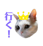 三毛猫とMIX犬の日常スタンプ 文字大きめ（個別スタンプ：9）