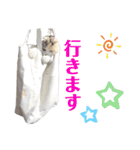 三毛猫とMIX犬の日常スタンプ 文字大きめ（個別スタンプ：10）