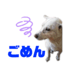 三毛猫とMIX犬の日常スタンプ 文字大きめ（個別スタンプ：15）
