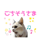 三毛猫とMIX犬の日常スタンプ 文字大きめ（個別スタンプ：16）