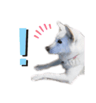 三毛猫とMIX犬の日常スタンプ 文字大きめ（個別スタンプ：18）
