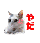 三毛猫とMIX犬の日常スタンプ 文字大きめ（個別スタンプ：24）