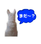 三毛猫とMIX犬の日常スタンプ 文字大きめ（個別スタンプ：32）
