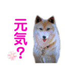 三毛猫とMIX犬の日常スタンプ 文字大きめ（個別スタンプ：35）