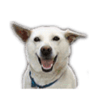 三毛猫とMIX犬の日常スタンプ 文字大きめ（個別スタンプ：39）