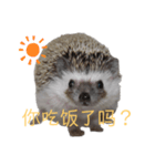 はりねずみで行こう。（中国語）（個別スタンプ：1）