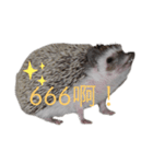 はりねずみで行こう。（中国語）（個別スタンプ：3）