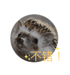 はりねずみで行こう。（中国語）（個別スタンプ：4）