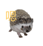 はりねずみで行こう。（中国語）（個別スタンプ：5）
