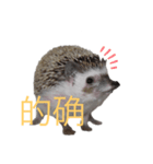 はりねずみで行こう。（中国語）（個別スタンプ：6）