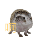 はりねずみで行こう。（中国語）（個別スタンプ：7）