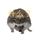 はりねずみで行こう。（中国語）（個別スタンプ：8）