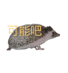はりねずみで行こう。（中国語）（個別スタンプ：9）