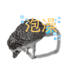 はりねずみで行こう。（中国語）（個別スタンプ：10）