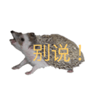 はりねずみで行こう。（中国語）（個別スタンプ：11）