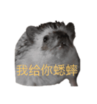 はりねずみで行こう。（中国語）（個別スタンプ：13）