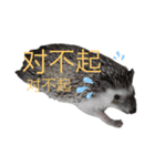 はりねずみで行こう。（中国語）（個別スタンプ：14）