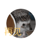 はりねずみで行こう。（中国語）（個別スタンプ：16）
