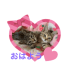 アラカリロ（個別スタンプ：5）