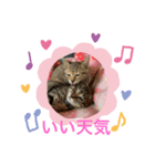 アラカリロ（個別スタンプ：6）