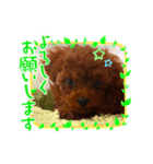 トイプーのこじ＆ウサギのもこ（個別スタンプ：1）