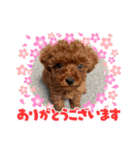 トイプーのこじ＆ウサギのもこ（個別スタンプ：5）