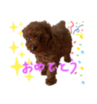 トイプーのこじ＆ウサギのもこ（個別スタンプ：8）