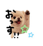ポメラニアンのころすけ（個別スタンプ：2）