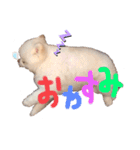 ポメラニアンのころすけ（個別スタンプ：4）