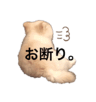 ポメラニアンのころすけ（個別スタンプ：9）