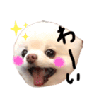 ポメラニアンのころすけ（個別スタンプ：10）