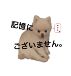 ポメラニアンのころすけ（個別スタンプ：11）