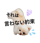 ポメラニアンのころすけ（個別スタンプ：12）