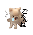 ポメラニアンのころすけ（個別スタンプ：17）