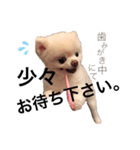 ポメラニアンのころすけ（個別スタンプ：20）