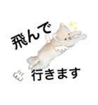 ポメラニアンのころすけ（個別スタンプ：21）