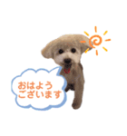 ミルティーごあいさつ（個別スタンプ：1）