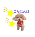 ミルティーごあいさつ（個別スタンプ：3）