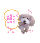 ミルティーごあいさつ（個別スタンプ：5）